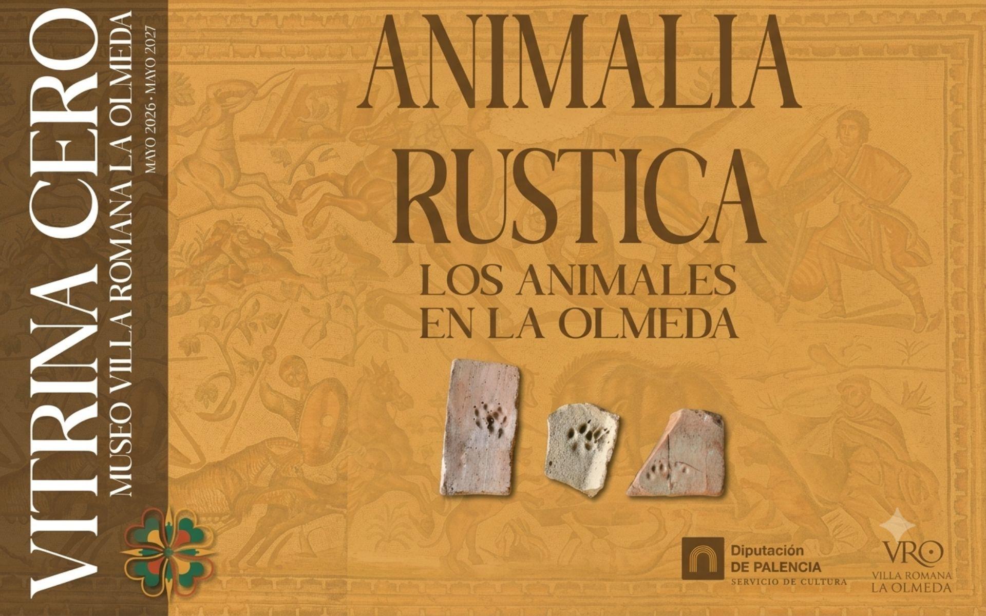 La Diputación de Palencia inaugura una nueva edición de la Vitrina Cero en el Museo de la Villa Romana La Olmeda en Saldaña con la exposición temporal «Animalia Rustica. Los animales de granja en La Olmeda»